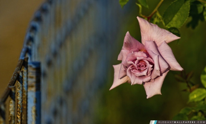 Rose rose et clôture, Arrière-plans HD à télécharger