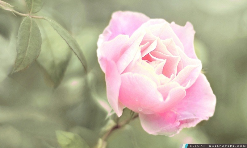 Rose rose, Arrière-plans HD à télécharger