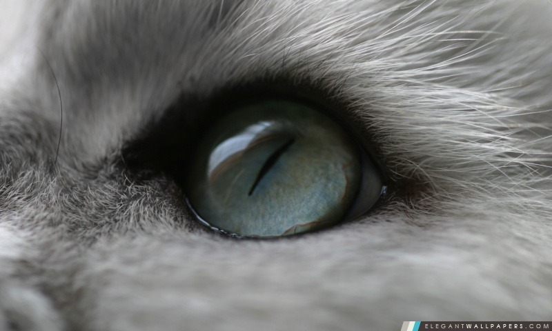 Cat Eye, Arrière-plans HD à télécharger