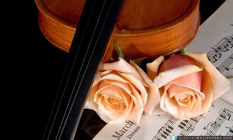 Violon Et Peach Roses, Arrière-plans HD à télécharger