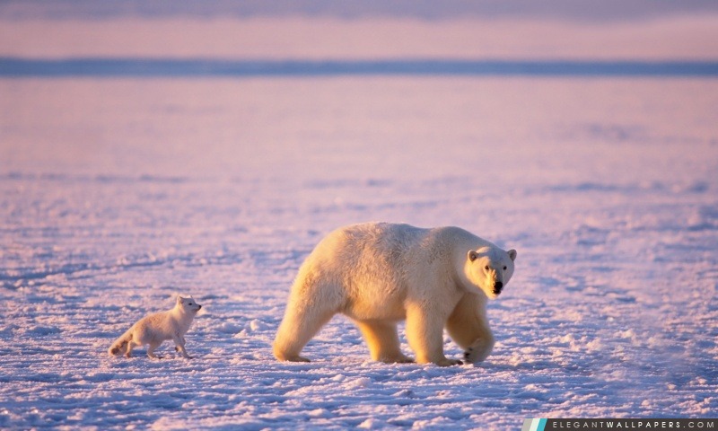 Polar Bear Cub et le renard arctique, Arrière-plans HD à télécharger