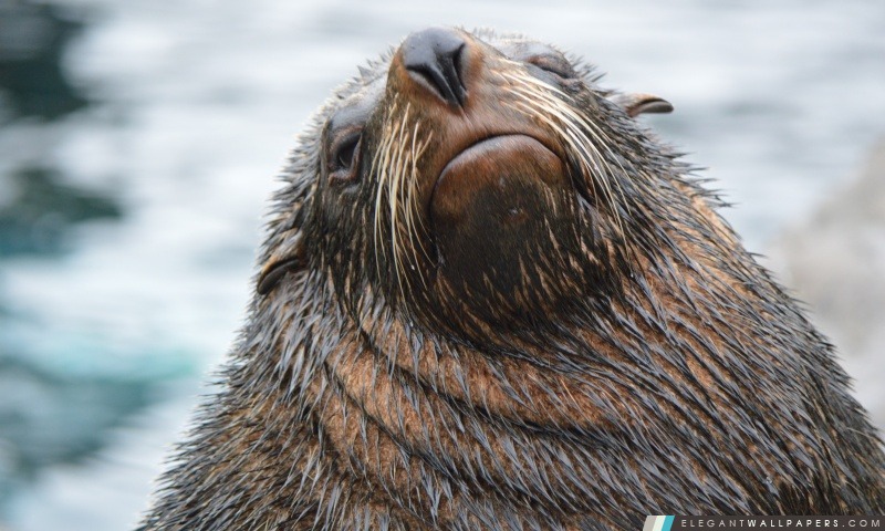 Sea Lion, Arrière-plans HD à télécharger