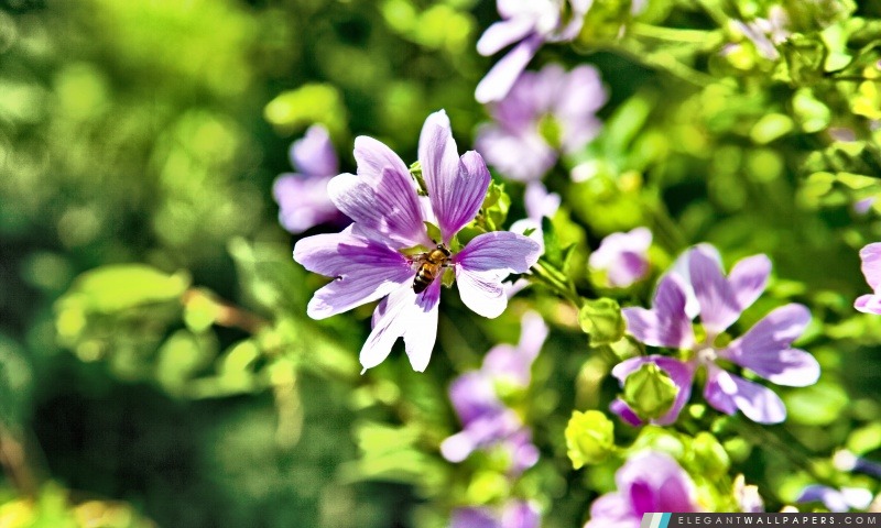 Violet Fleurs d'été, Arrière-plans HD à télécharger