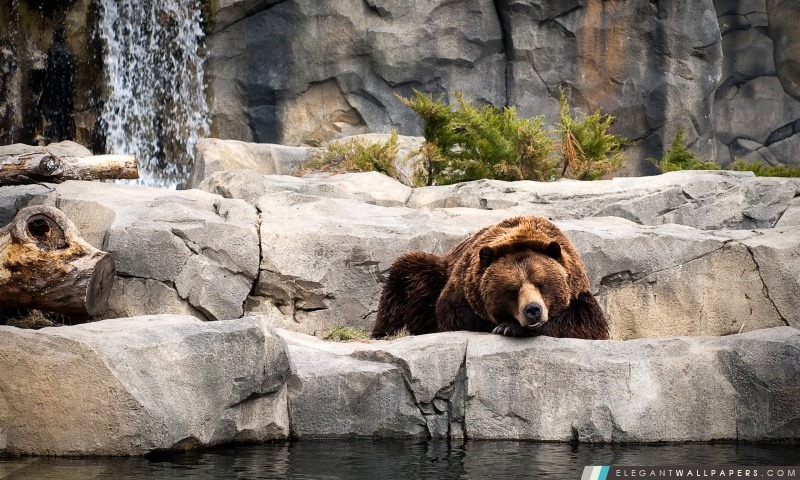 Grizzly Bear, Zoo, Arrière-plans HD à télécharger