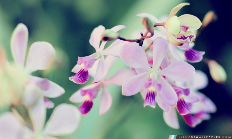 Orchidées, Arrière-plans HD à télécharger
