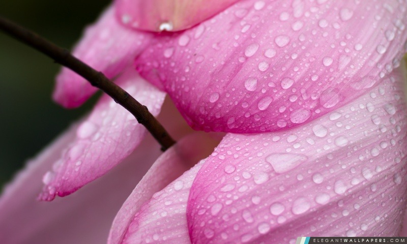 Rose de pétales de fleur Macro, Arrière-plans HD à télécharger