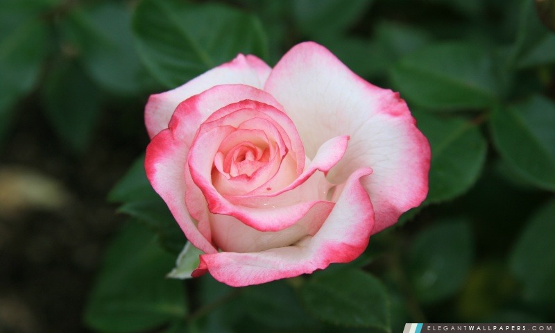 Rose Blanc Rose, Arrière-plans HD à télécharger