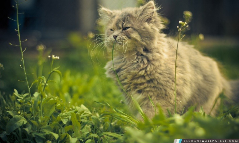Chat mangeant l'herbe, Arrière-plans HD à télécharger