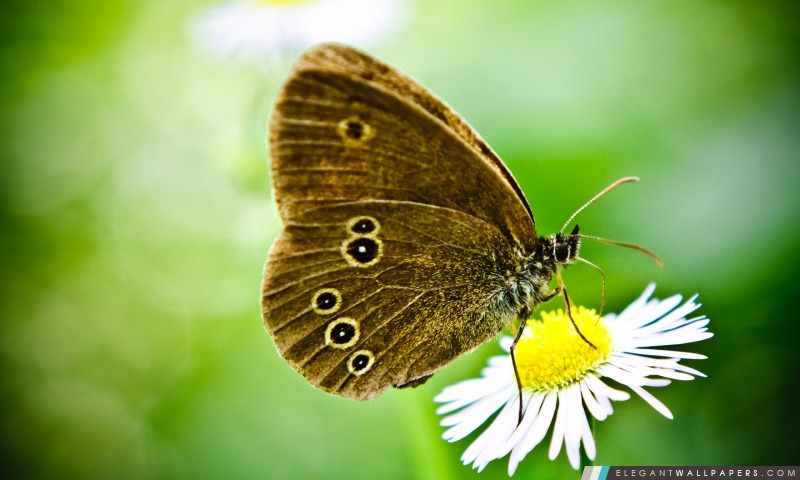 Papillon sur une marguerite sauvage, Arrière-plans HD à télécharger