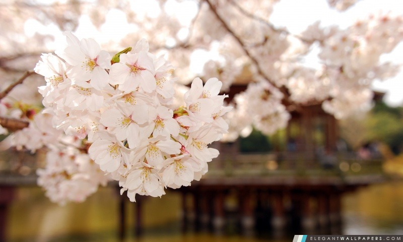 Cherry Blossom 1, Arrière-plans HD à télécharger