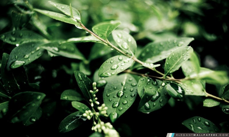 Plante verte Feuilles après la pluie, Arrière-plans HD à télécharger