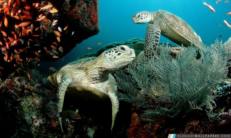 Deux tortue de mer verte, Arrière-plans HD à télécharger