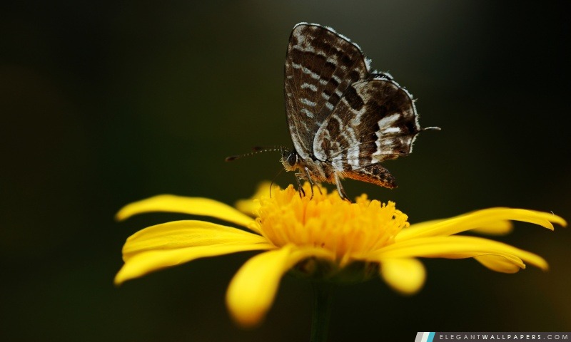 Papillon sur une fleur jaune, Arrière-plans HD à télécharger