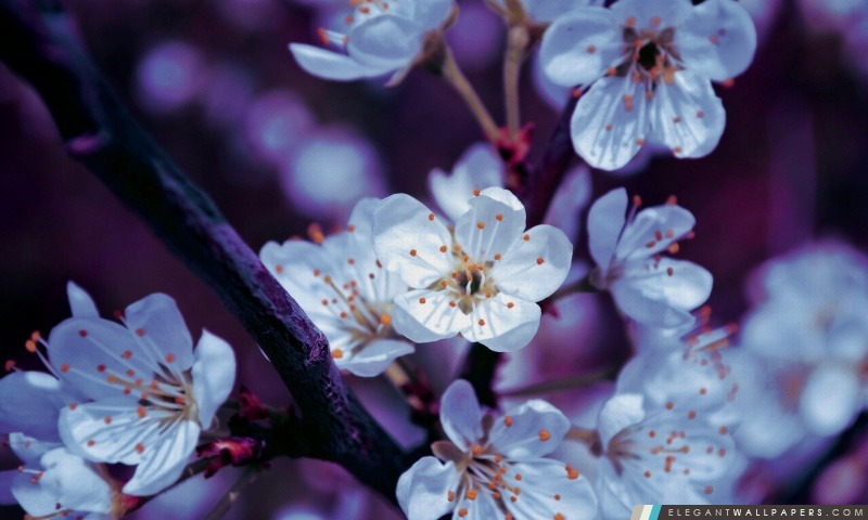 Fleurs de printemps, Arrière-plans HD à télécharger