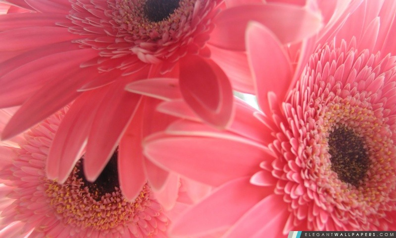 Gerbera rose Fleurs, Arrière-plans HD à télécharger