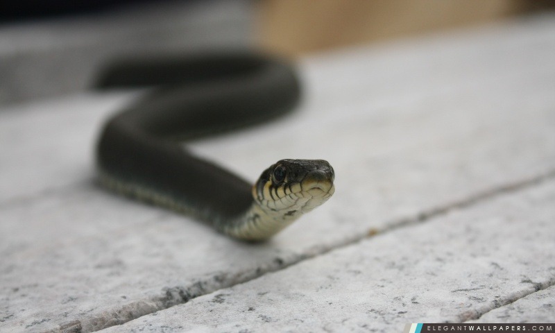 Black Snake, Arrière-plans HD à télécharger