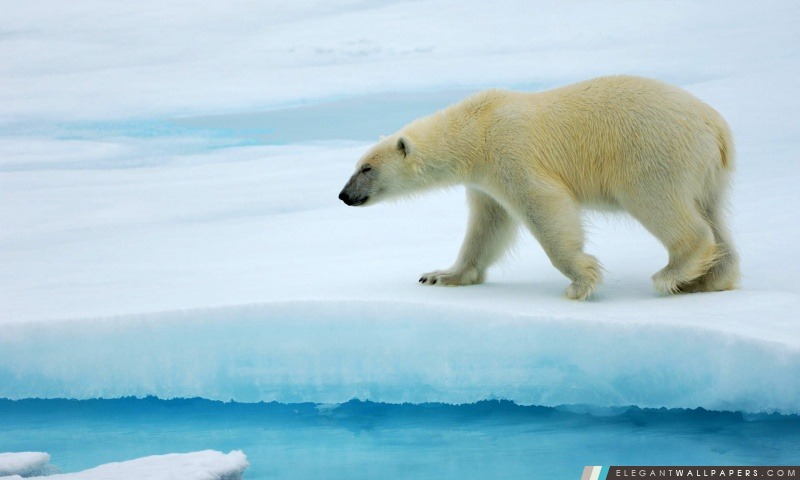 Polar Bear, Arrière-plans HD à télécharger