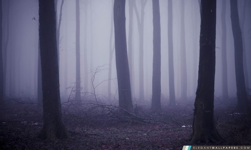 Brouillard dans la forêt, Arrière-plans HD à télécharger