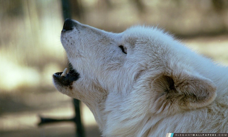 White Wolf Howling par Dave Johnson, Arrière-plans HD à télécharger