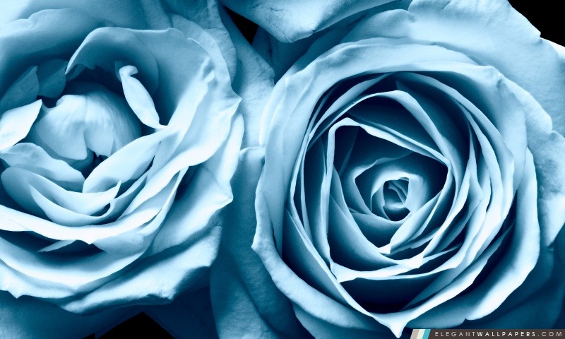 Roses bleues, Arrière-plans HD à télécharger