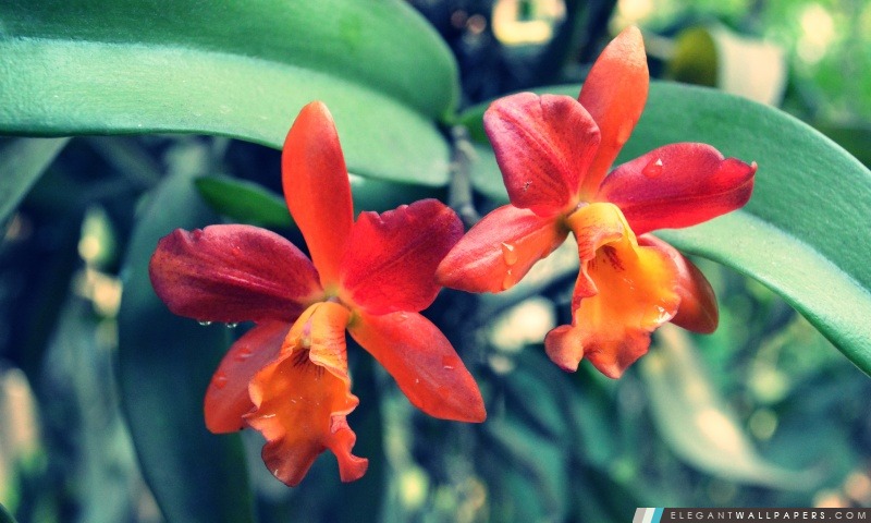Orchidée orange 2, Arrière-plans HD à télécharger