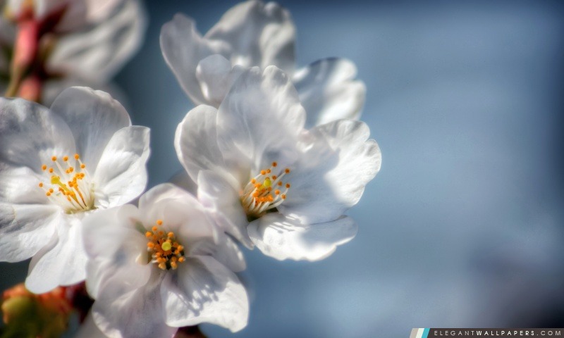 Sakura Catching Rays de Sun, Arrière-plans HD à télécharger