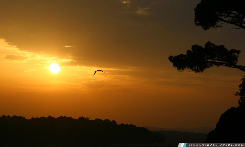 Bird And Sunset, Arrière-plans HD à télécharger