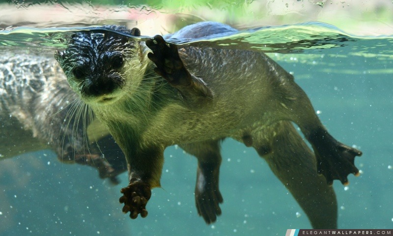 Otter dans l'eau, Arrière-plans HD à télécharger