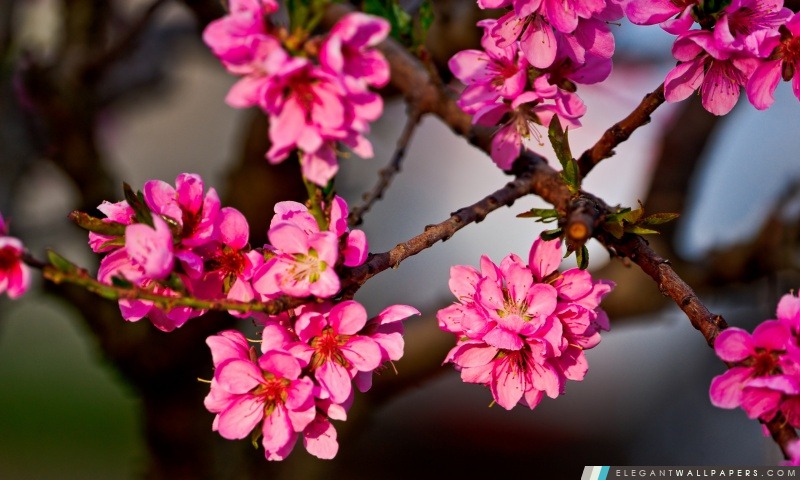 Fleurs pourpres sur un arbre, Arrière-plans HD à télécharger