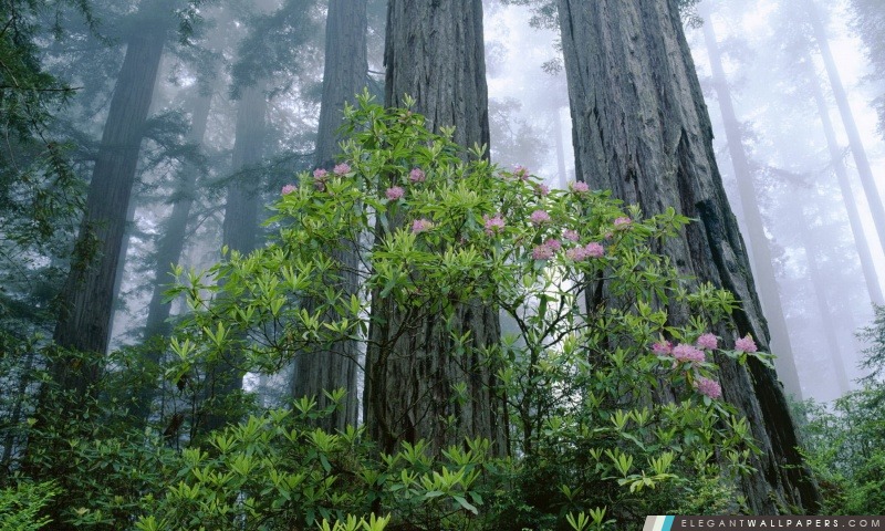 Redwood National Park, Arrière-plans HD à télécharger