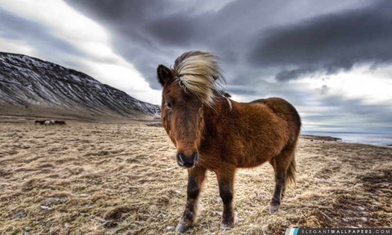 Brown Horse En Islande, Arrière-plans HD à télécharger
