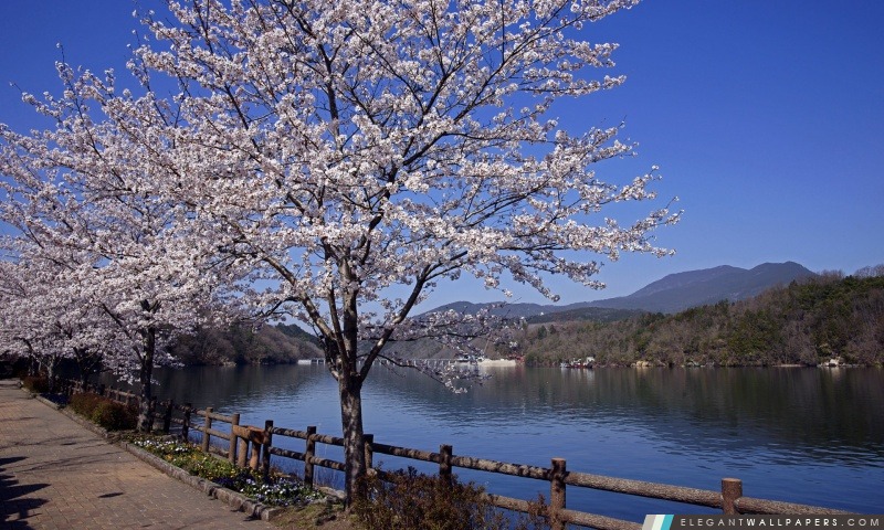 Lac Et de fleurs de cerisier, Arrière-plans HD à télécharger