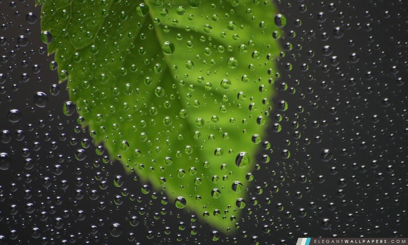 Green Leaf Derrière Wet fenêtre, Arrière-plans HD à télécharger