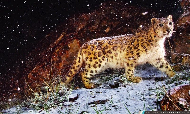 Averses de neige Snow Leopard, Arrière-plans HD à télécharger