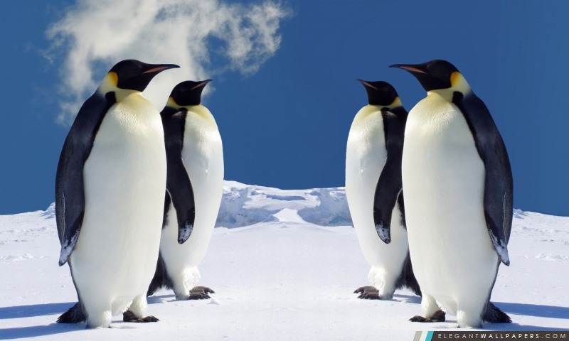 Le Roi pingouins ayant une réunion, Arrière-plans HD à télécharger