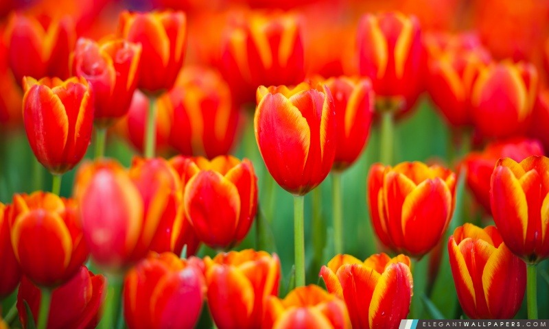 Tulipes rouges Culture, Arrière-plans HD à télécharger