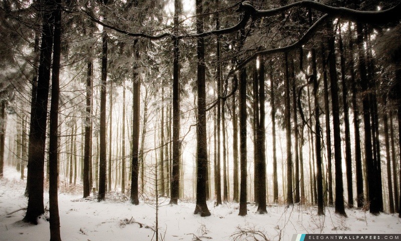 Winter Forest, Arrière-plans HD à télécharger
