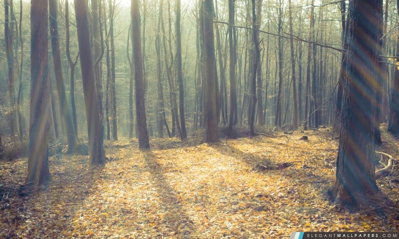 Forêt sans feuilles et le soleil, Arrière-plans HD à télécharger