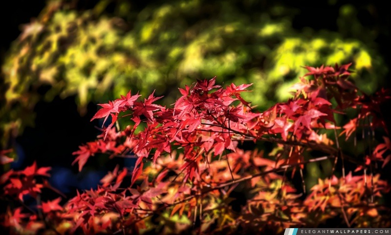 Feuilles d'érable, automne, Japon, Arrière-plans HD à télécharger