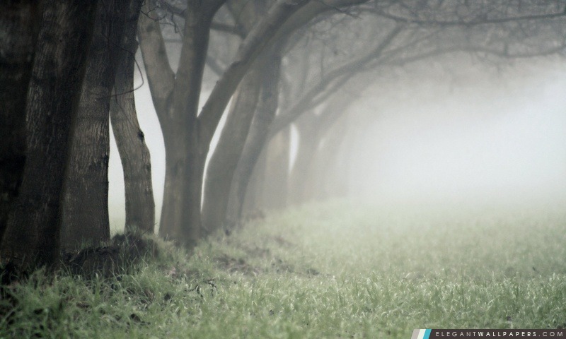 Foggy Day dans la forêt, Arrière-plans HD à télécharger