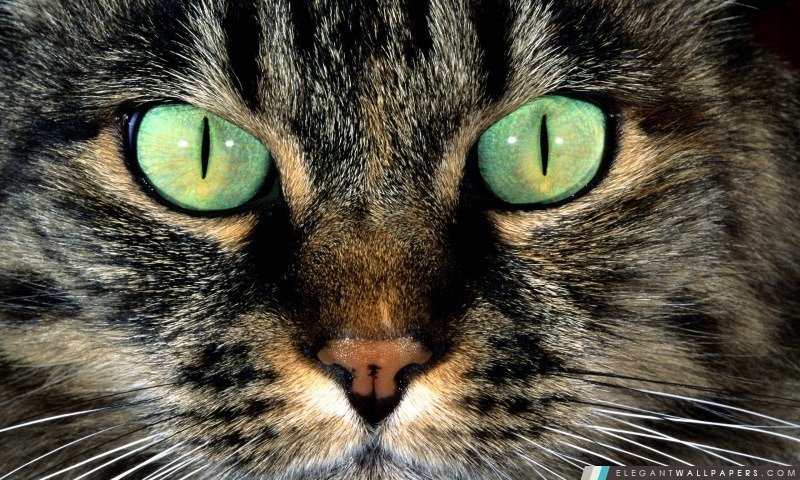Chat avec les yeux verts, Arrière-plans HD à télécharger