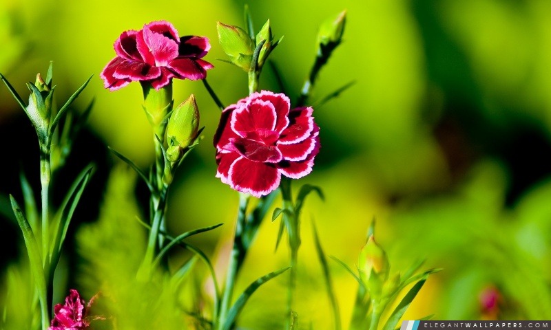 Oeillet rose Fleurs, Arrière-plans HD à télécharger