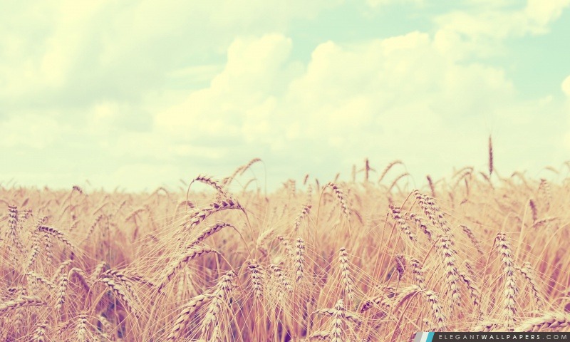 Récolte de blé d'or, Arrière-plans HD à télécharger