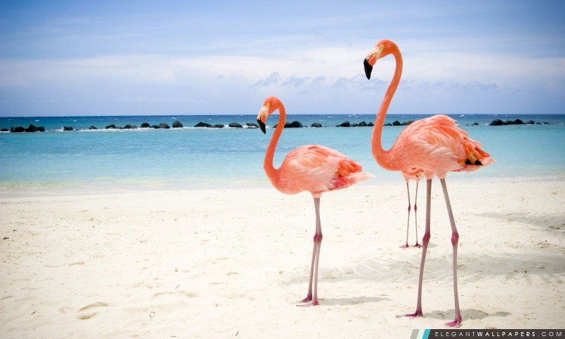 Flamingo oiseaux, Arrière-plans HD à télécharger