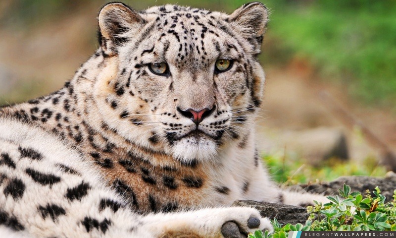 Blanc Snow Leopard, Arrière-plans HD à télécharger