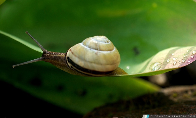 Macro Snail, Arrière-plans HD à télécharger