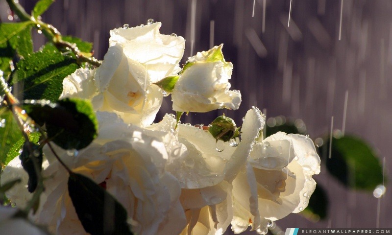 Roses blanches In The Rain, Arrière-plans HD à télécharger