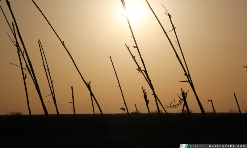 Zabol Sistan Sun par Hojat.GoliMahmoudi, Arrière-plans HD à télécharger