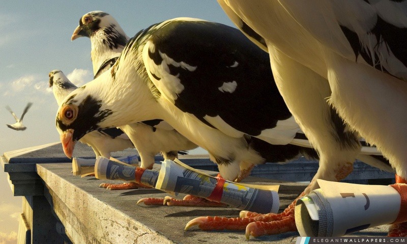 Pigeons voyageurs, Arrière-plans HD à télécharger
