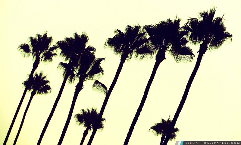 Palmiers de Los Angeles, Arrière-plans HD à télécharger